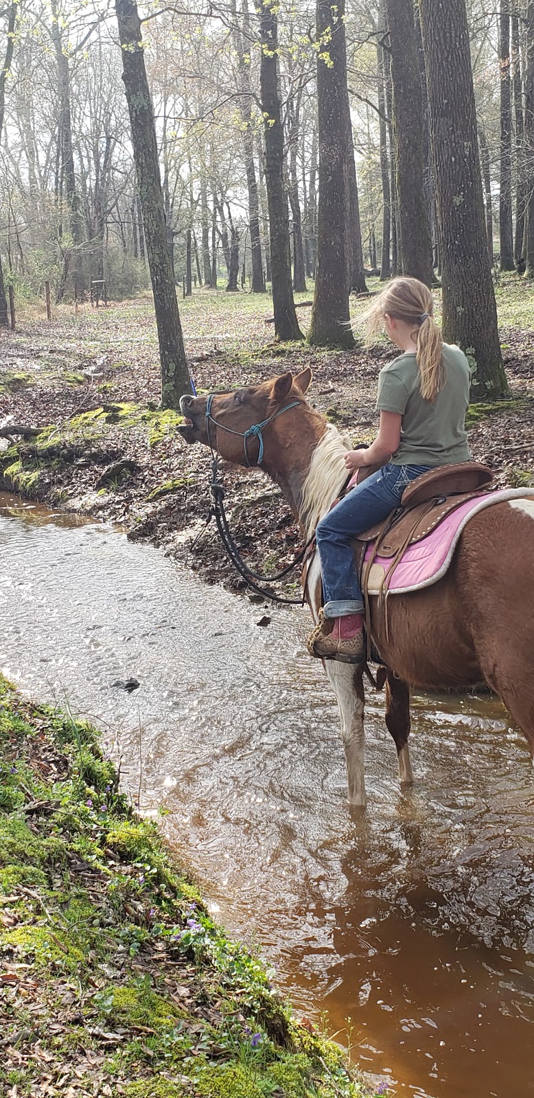 Flying C Farm | 242 Joe Fox Rd, Siler City, NC 27344, USA | Phone: (919) 930-7336 Flying C Farm | 242 Joe Fox Rd, Siler City, NC 27344, USA | Phone: (919) 930-7336