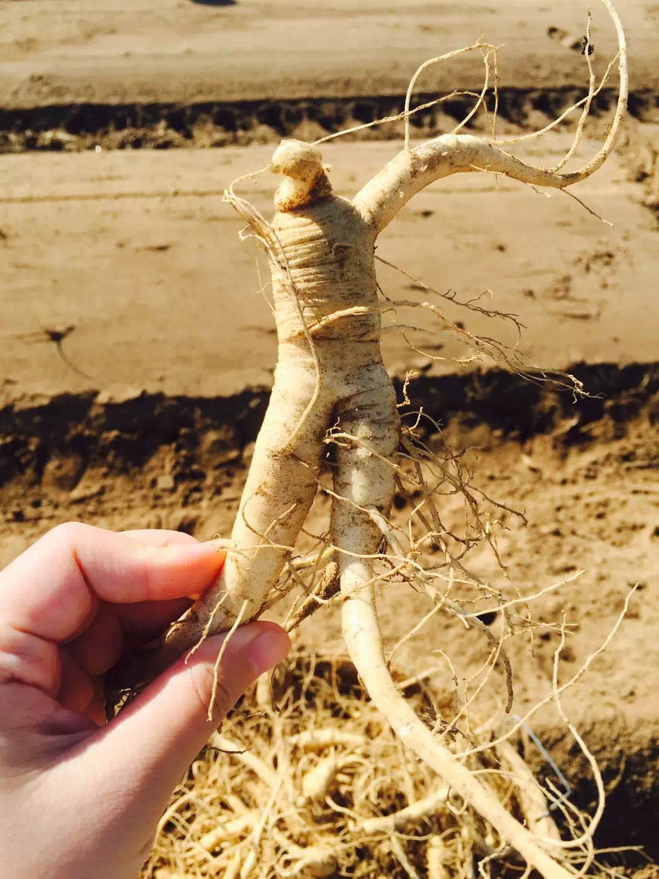 AA Ginseng Wholesale(花旗参批发总汇） | 1655 S Azusa Ave #B, Hacienda Heights, CA 91745, USA | Phone: (626) 581-0593