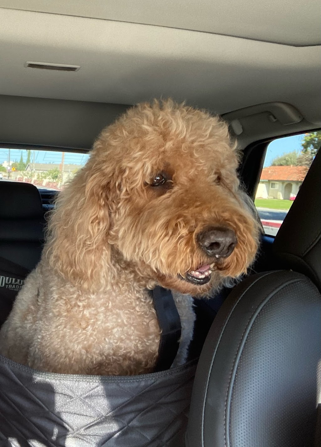 Animal Hospital of Redondo Beach | 820 Torrance Blvd, Redondo Beach, CA 90277, USA | Phone: (310) 540-9044