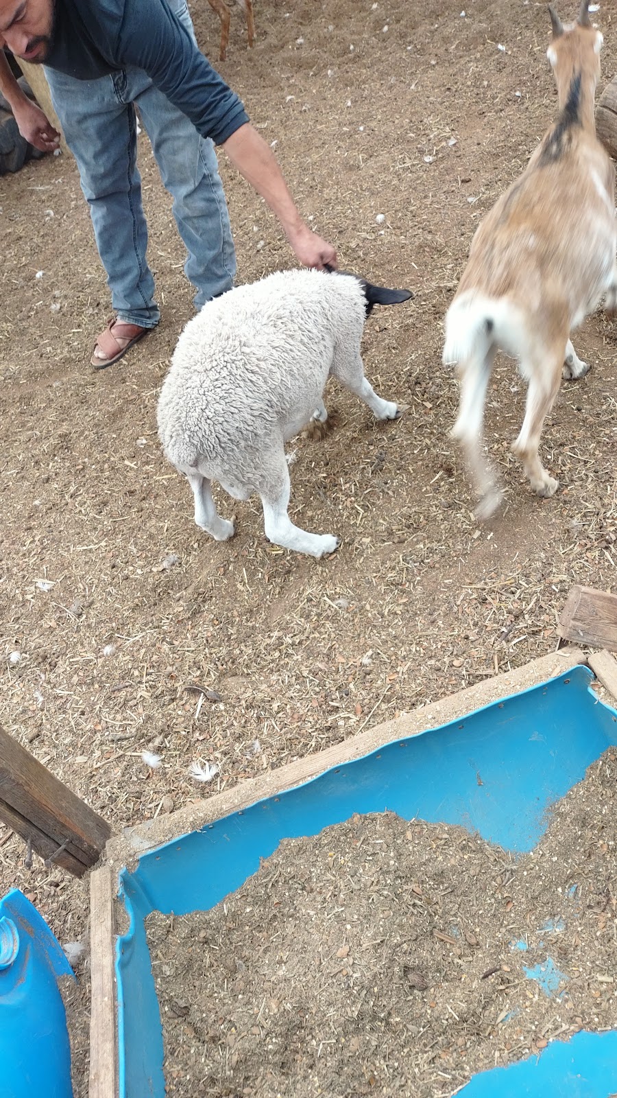 Los Pinos Animal Feed Store 13183 Ave 72, Earlimart, CA 93219, USA