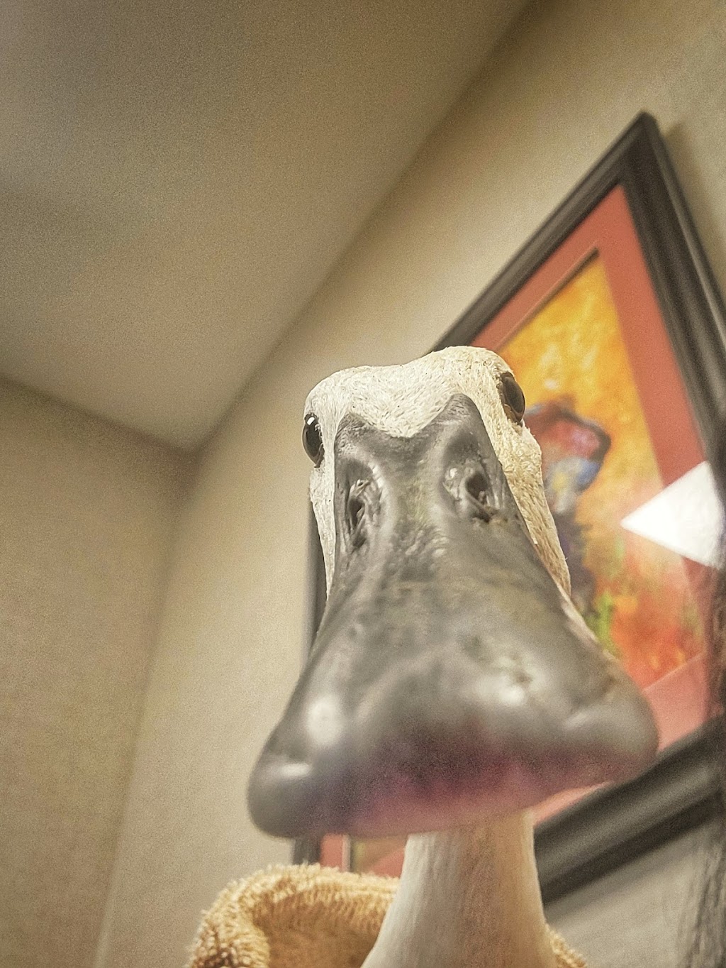 New Pittsburg Small Animal Clinic | 1436 W Old Lincoln Way West, Wooster, OH 44691, USA | Phone: (330) 264-7799