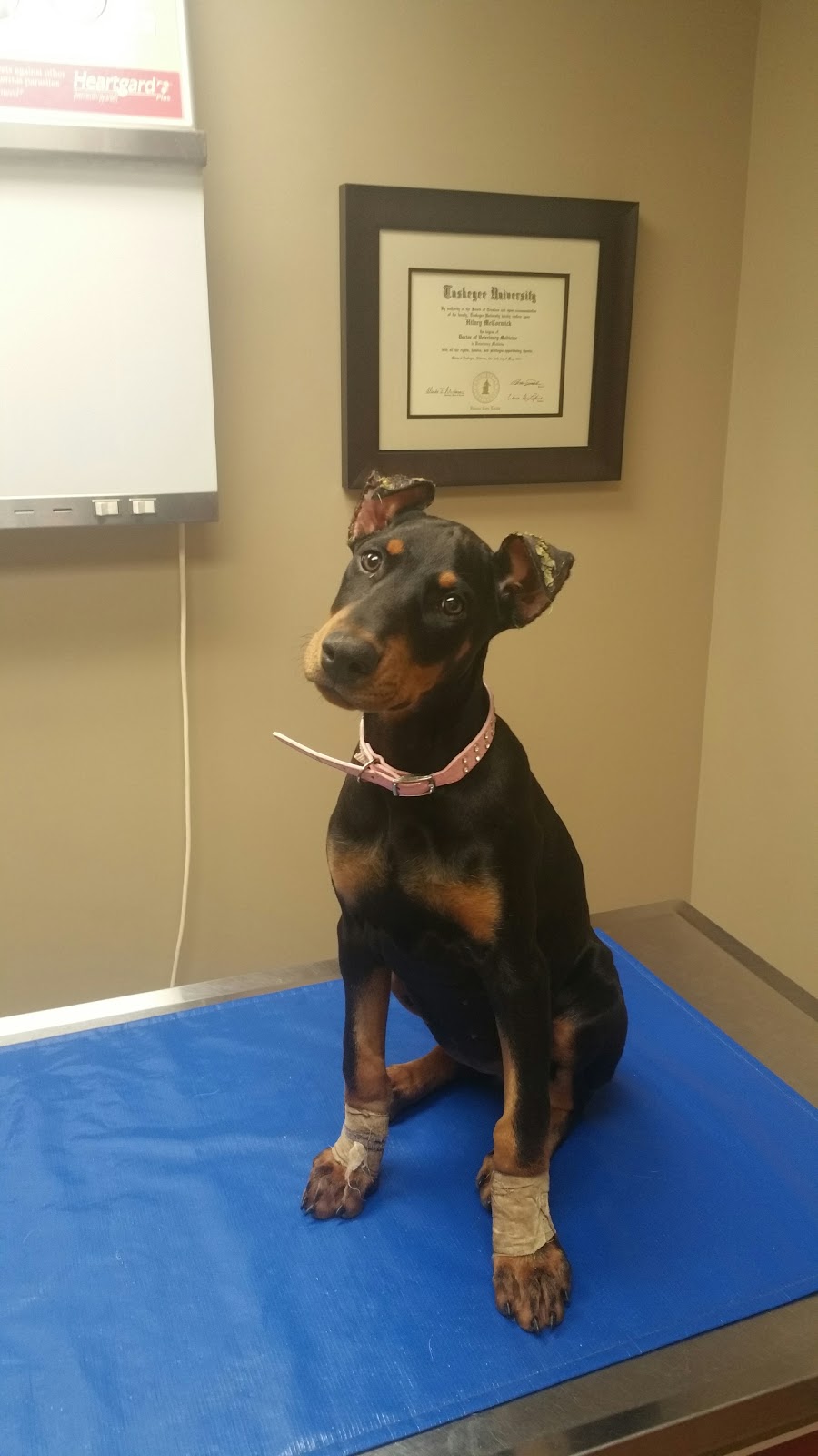 McCormick Animal Clinic | 3252 Blackwood Dr, Nashville, TN 37214, USA | Phone: (615) 883-8280