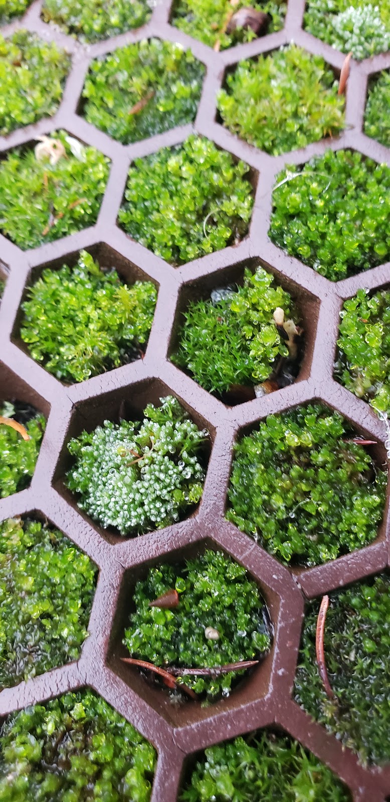 Hadlock Motel | 181 Chimacum Rd, Port Hadlock-Irondale, WA 98339, USA | Phone: (360) 385-3111