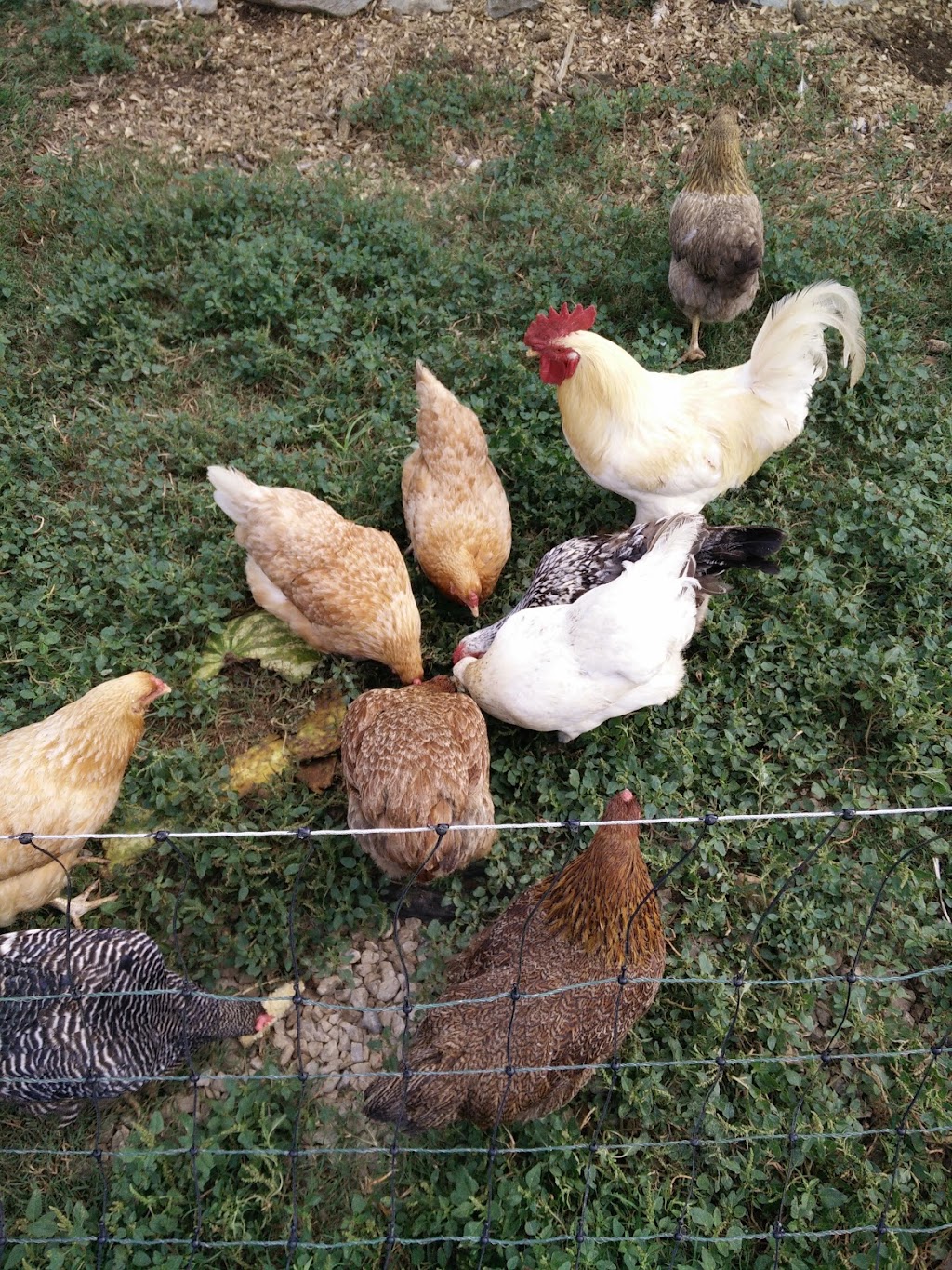LL Urban Farms | 8225 Holly Springs Rd, Raleigh, NC 27606, USA | Phone: (919) 234-7538