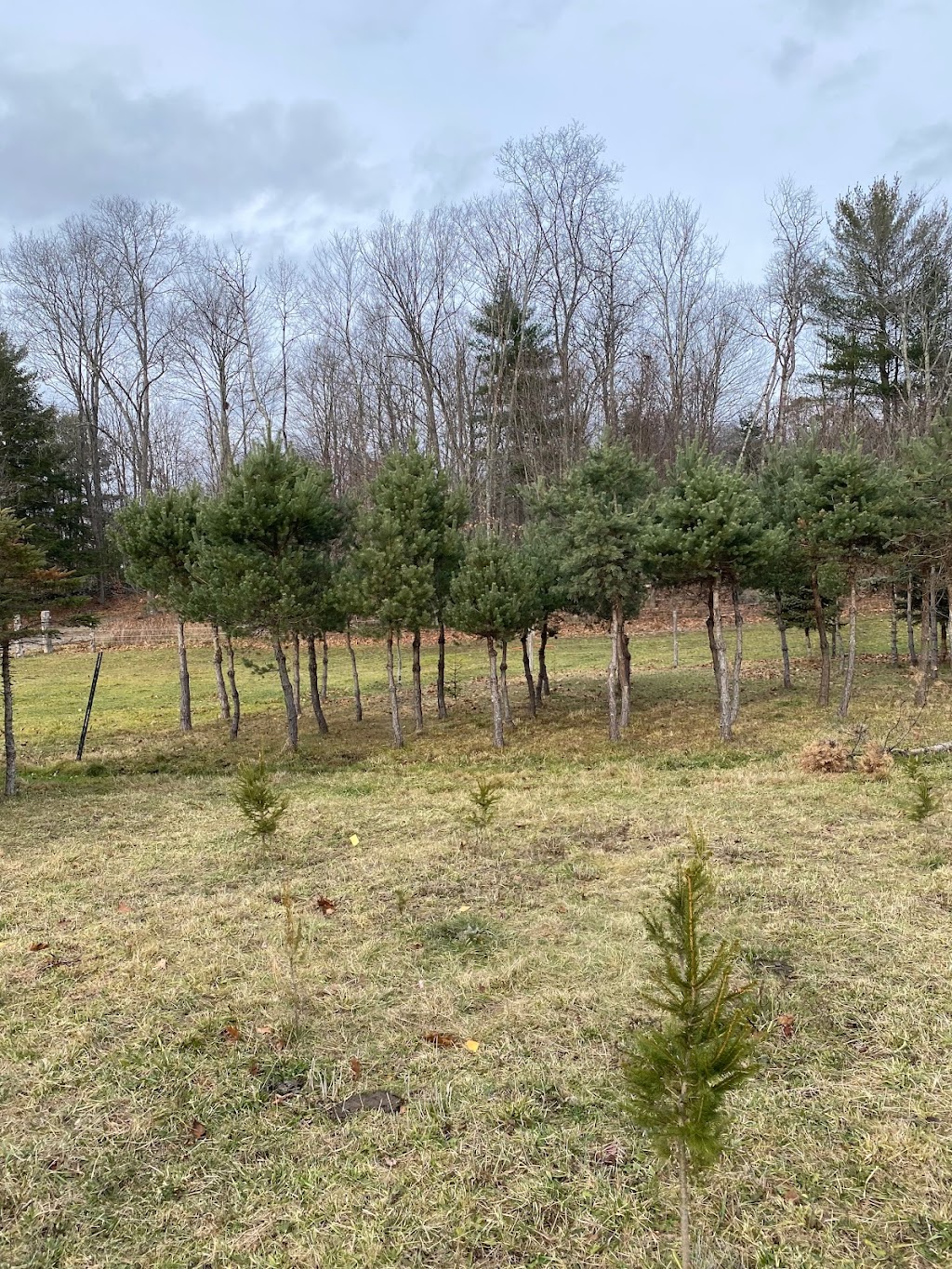 Pelton Christmas Tree Farm | 804 111, Westerlo, NY 12083, USA | Phone: (518) 966-4633