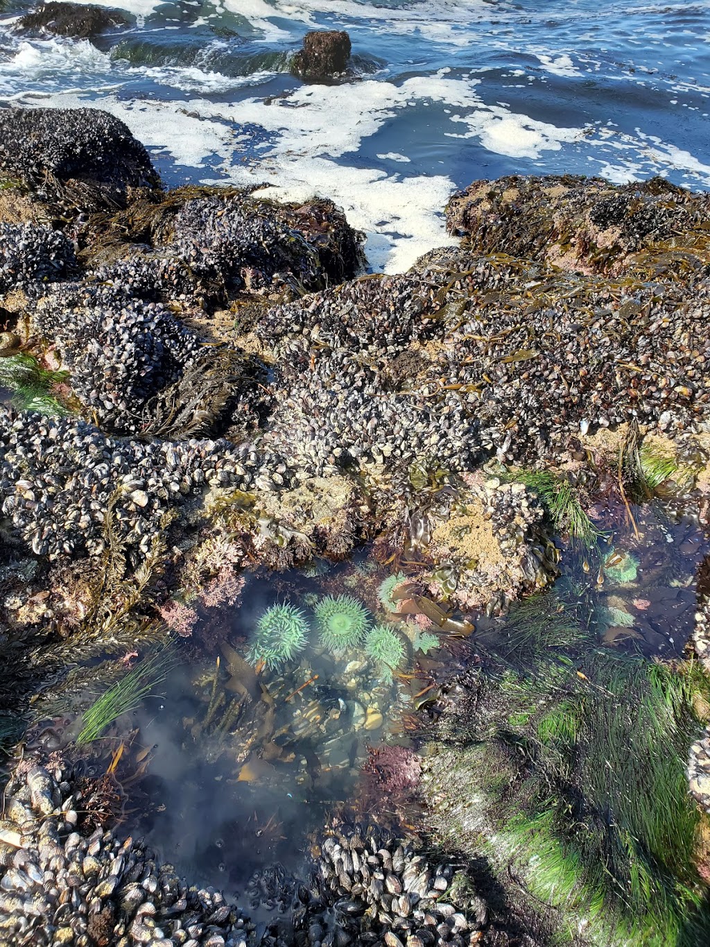 Natural Bridges Tidepools | Santa Cruz, CA 95060, USA | Phone: (831) 423-4609