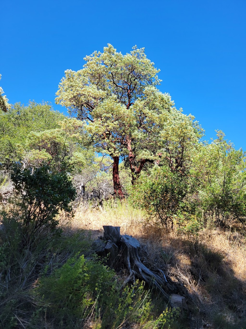 Volcan Mountain Trailhead | 1107 Farmer Rd, Julian, CA 92036 | Phone: (760) 765-4098