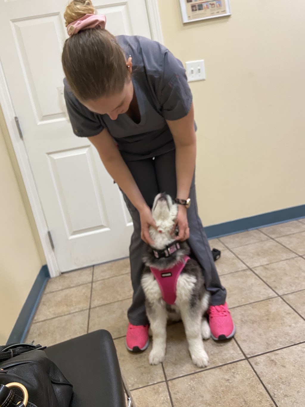 South Reno Veterinary Hospital | 18603 Wedge Pkwy # N, Reno, NV 89511, USA | Phone: (775) 852-2244