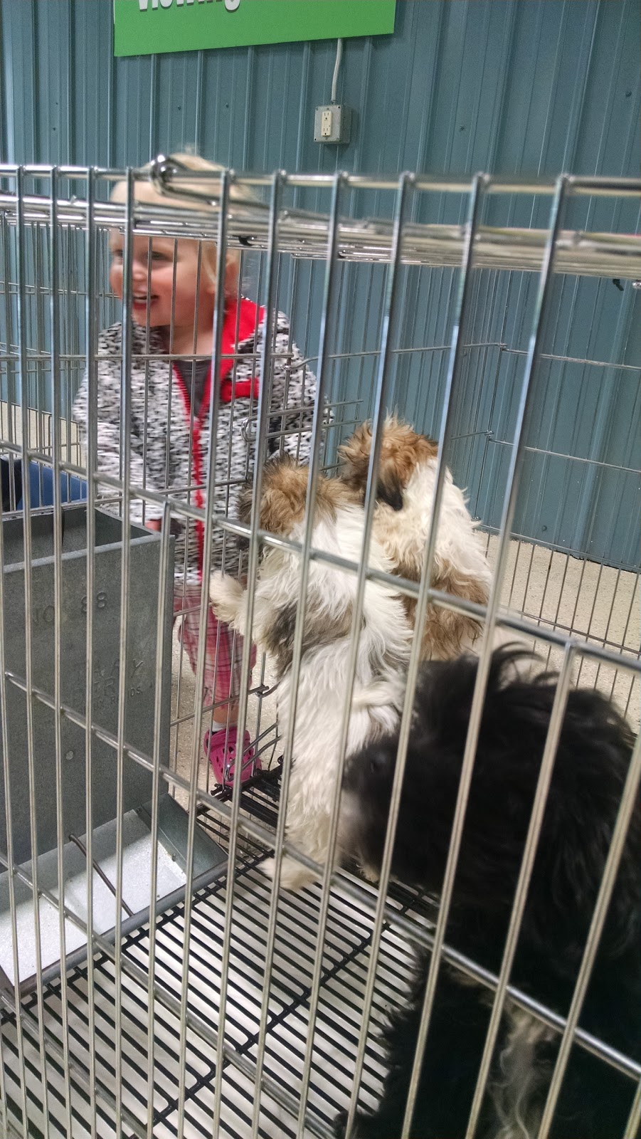 Tullys Kennels | 7777 D St, Omaha, NE 68124, USA | Phone: (402) 391-2456