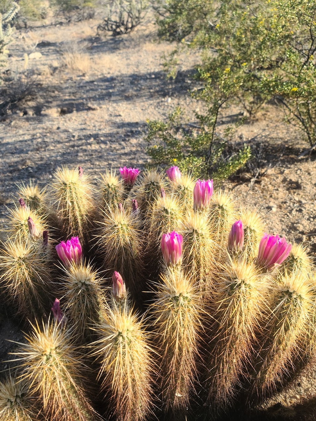 Skyline Regional Park | 2600 N Watson Rd, Buckeye, AZ 85396 | Phone: (623) 349-6350