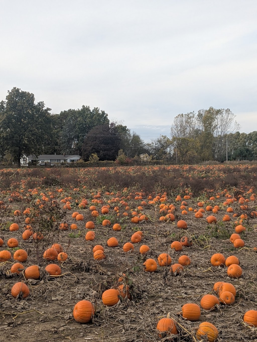 Pregitzer Farm Market, Llc | 6870 Territorial Rd, Munith, MI 49259, USA | Phone: (517) 240-4600