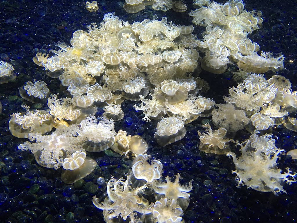 Tennessee Aquarium | 1 Broad St, Chattanooga, TN 37402, USA | Phone: (423) 265-0695