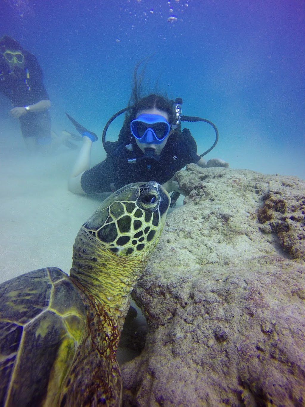 Oahu Diving | Kewalo Boat Harbor (*Not Dive Oahu*, Honolulu, HI 96814, USA | Phone: (808) 721-4210