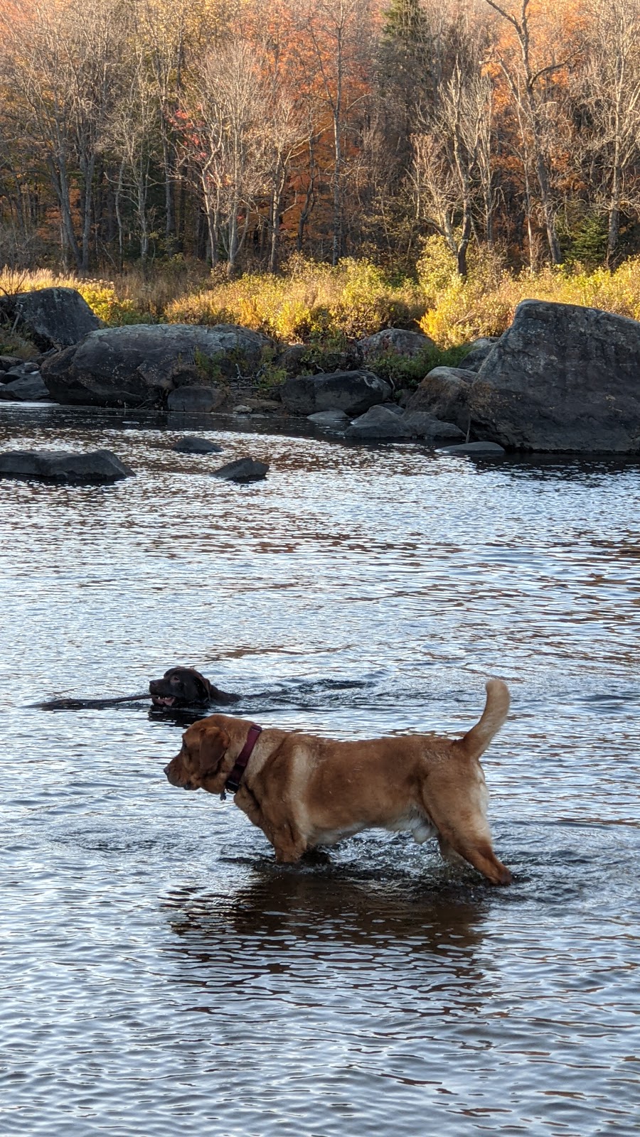 Cedar River Canoe/Kayak/Fishing Access | Benton Rd, Indian Lake, NY 12842, USA | Phone: (518) 863-4545