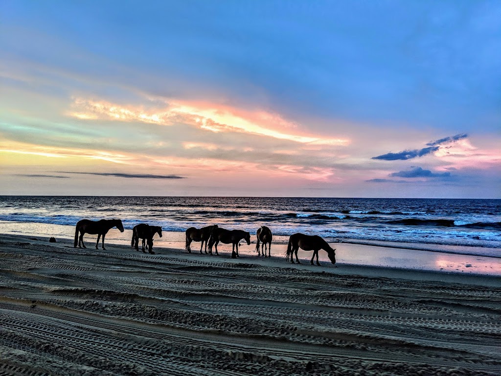 Back Country Safari Horse Tours | Light Town Center, 1159 Austin St, Corolla, NC 27927 | Phone: (252) 453-0877