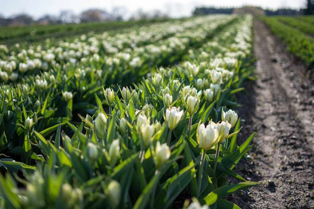 TASC Tulip Pick Farm | 1415 Balfour St, Fenwick, ON L0S 1C0, Canada | Phone: (848) 217-2661