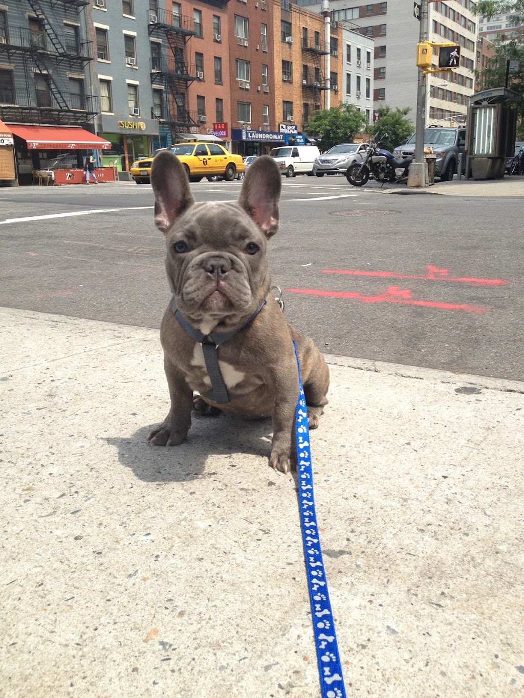 King Pup | 27 Loisaida Ave #3A, New York, NY 10009, USA | Phone: (917) 683-2229