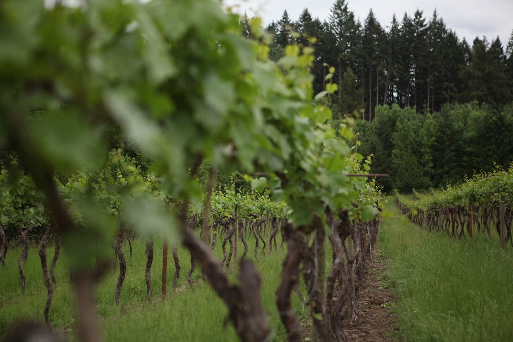 Alexeli Vineyard + Winery | 35803 S, OR-213, Molalla, OR 97038, USA | Phone: (503) 829-6677