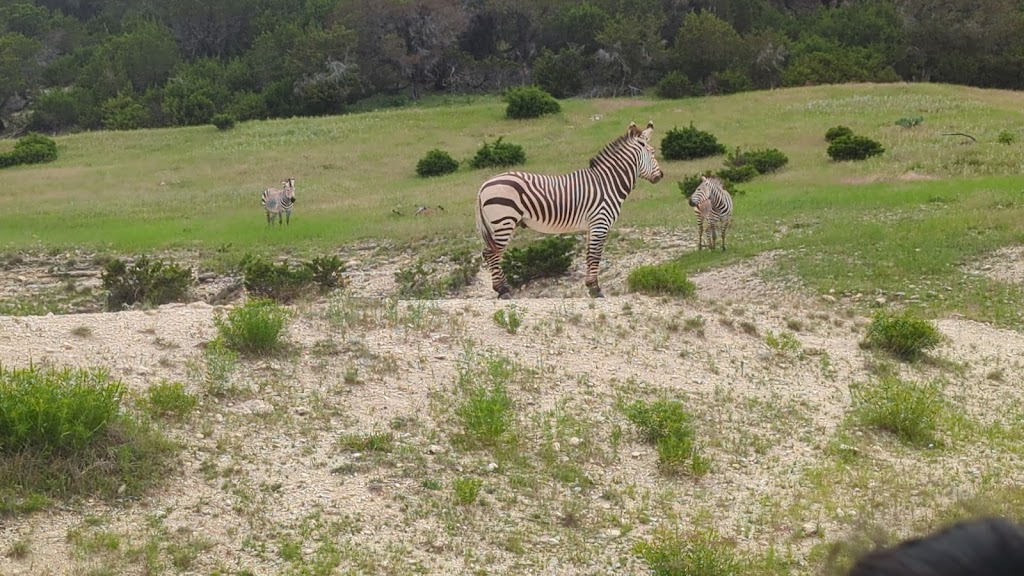 Fossil Rim Wildlife Center | 2299 Co Rd 2008, Glen Rose, TX 76043, USA | Phone: (254) 897-2960