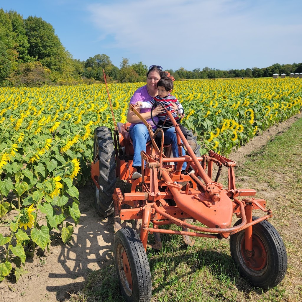 Treasured Haven Farm | 53407 Government Rd, Rush City, MN 55069, USA | Phone: (320) 358-3581