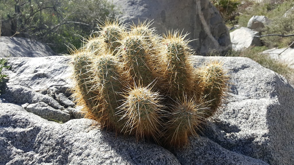 Hellhole Palms | Anza-Borrego Desert State Park, Palm Canyon Dr, Ranchita, CA 92066, USA | Phone: (760) 767-3385