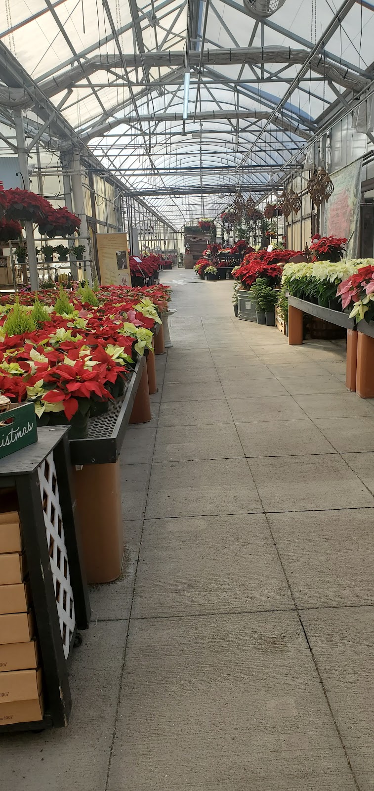 Homewood Nursery & Garden Center | 10809 Honeycutt Rd, Raleigh, NC 27614, USA | Phone: (919) 847-0117