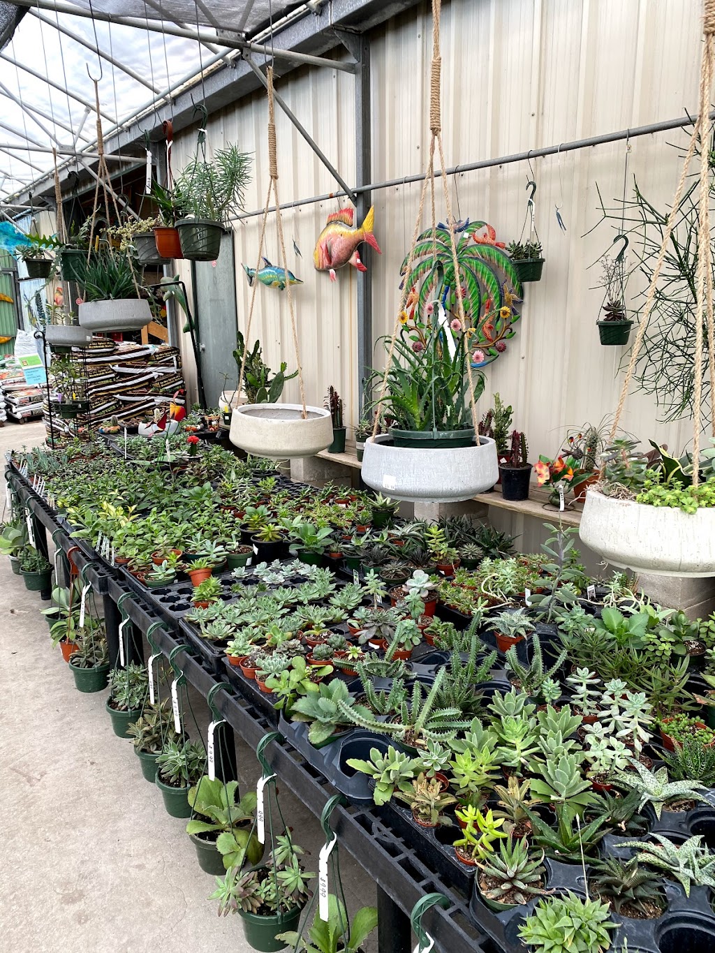 Plant Ranch Nursery | 14108 Beach Blvd, Jacksonville, FL 32250, USA | Phone: (904) 223-4546