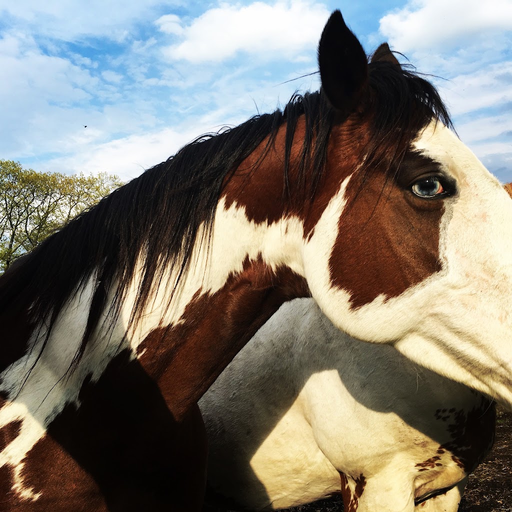 Mountain Valley Farm | 228 Sawchuck Rd, Millerton, NY 12546 | Phone: (212) 888-8545