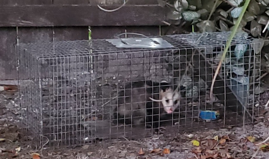 Dade City Wildlife Removal | 13540 17th St Suite 301, Dade City, FL 33525, USA | Phone: (813) 588-4095