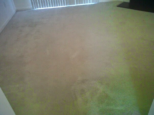 Stylish Carpet Cleaning | Flowery Branch, GA 30542, USA | Phone: (678) 725-1051