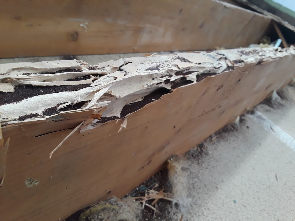 All American Pest Services | 6508 13th Ave E, Bradenton, FL 34208, USA | Phone: (941) 202-9270