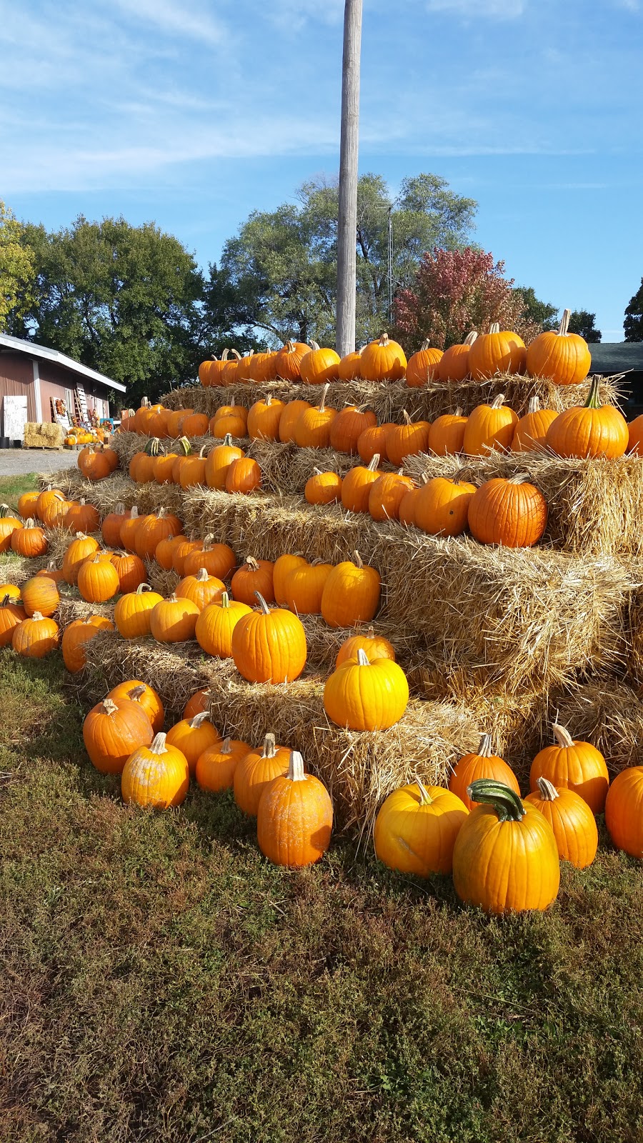 Pinecrest Tree Farm | 503 S Walnut St, Blue Springs, NE 68318, USA | Phone: (402) 645-3010