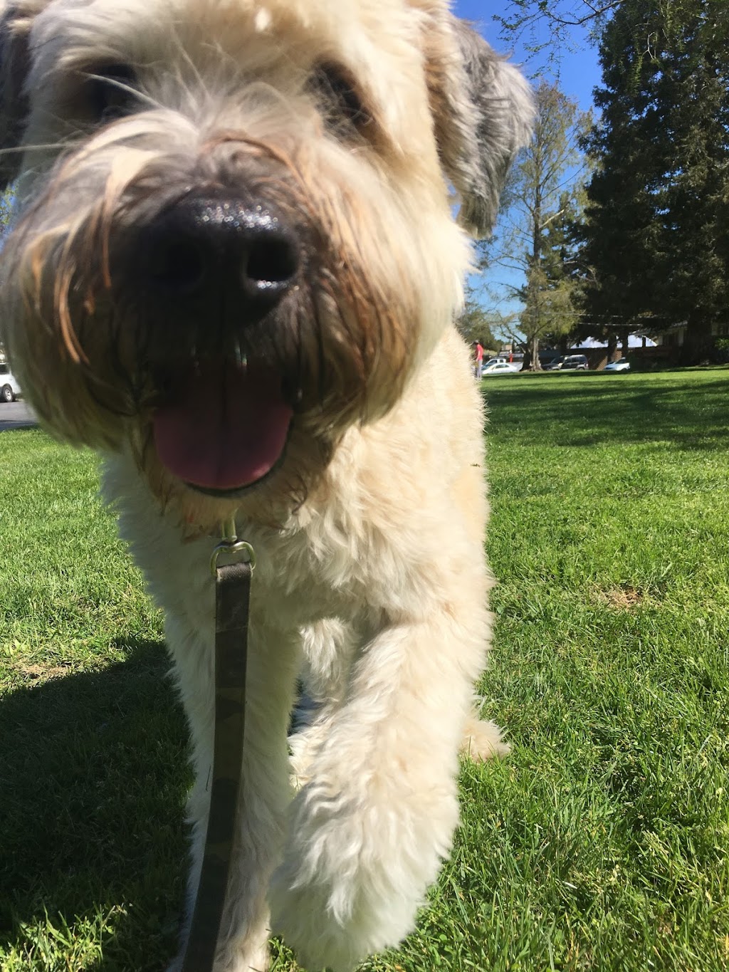 Dog gone walking | 2211 Madison Ave, Redwood City, CA 94061, USA | Phone: (650) 241-8556