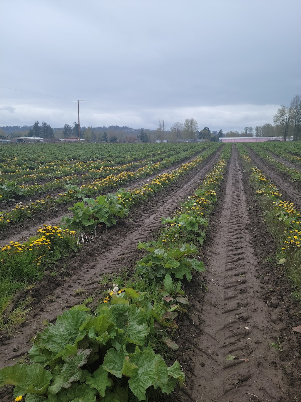 Timber Creek Farm & Forest | 8413 170th Avenue East, Sumner, WA 98390, USA | Phone: (206) 708-0616