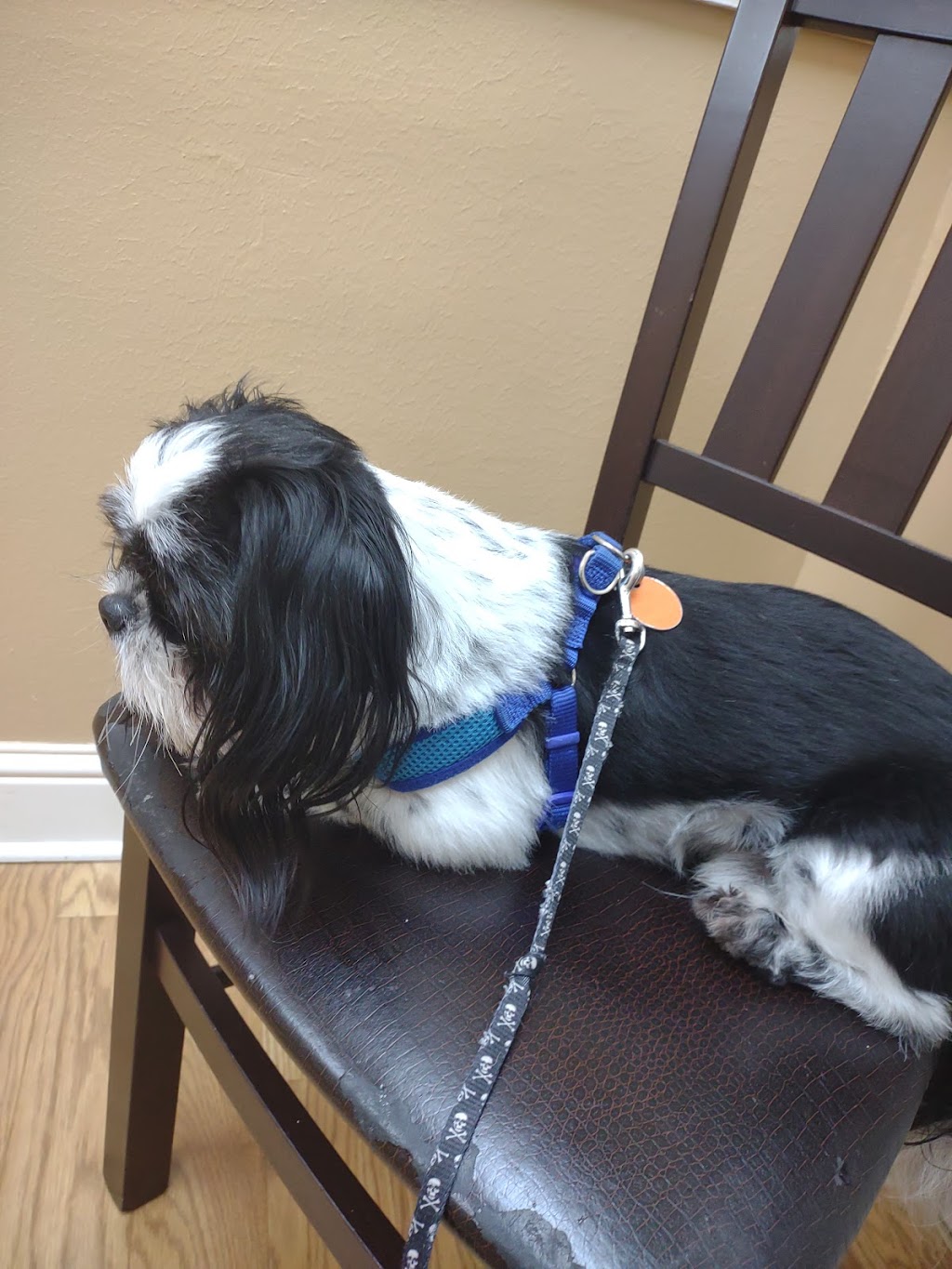 Lakeshore Animal Clinic - Boarding & Grooming | 5004 S Stemmons Fwy, Lake Dallas, TX 75065, USA | Phone: (940) 497-7387