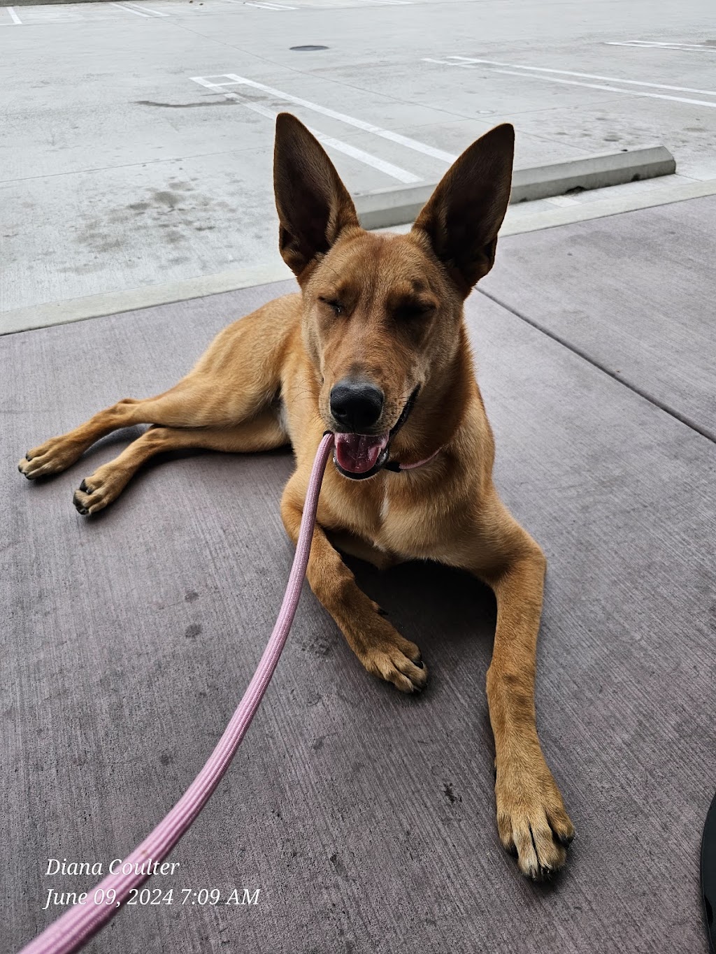 Starbucks | 2124 Artesia Blvd, Torrance, CA 90504, USA | Phone: (424) 551-5097