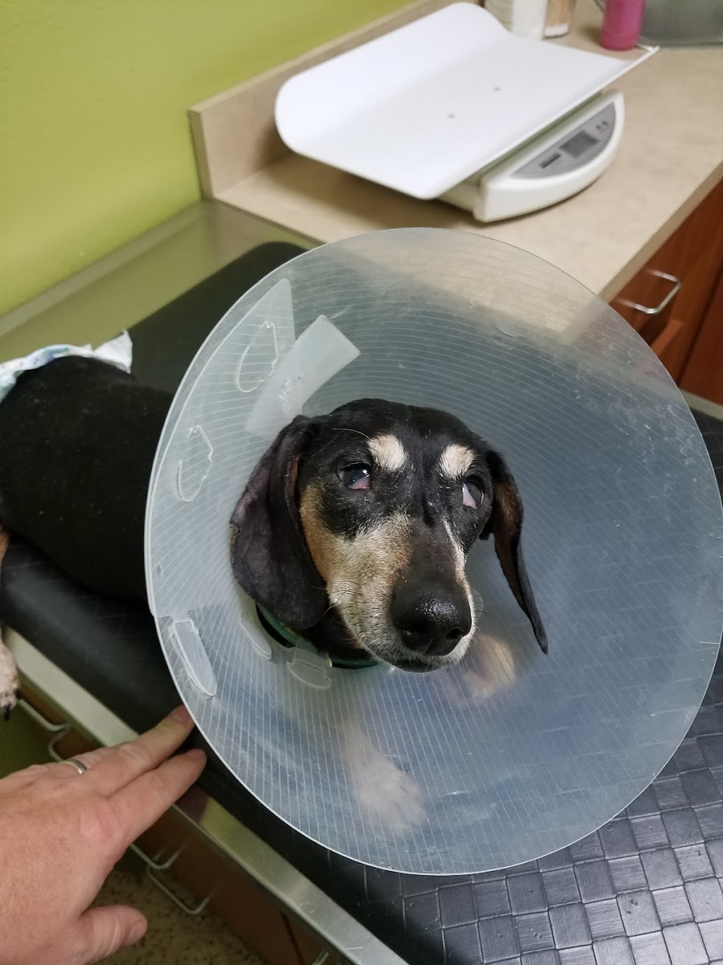 Petco Vaccination Clinic | 1572 Foothill Blvd, La Verne, CA 91750, USA | Phone: (909) 450-2190