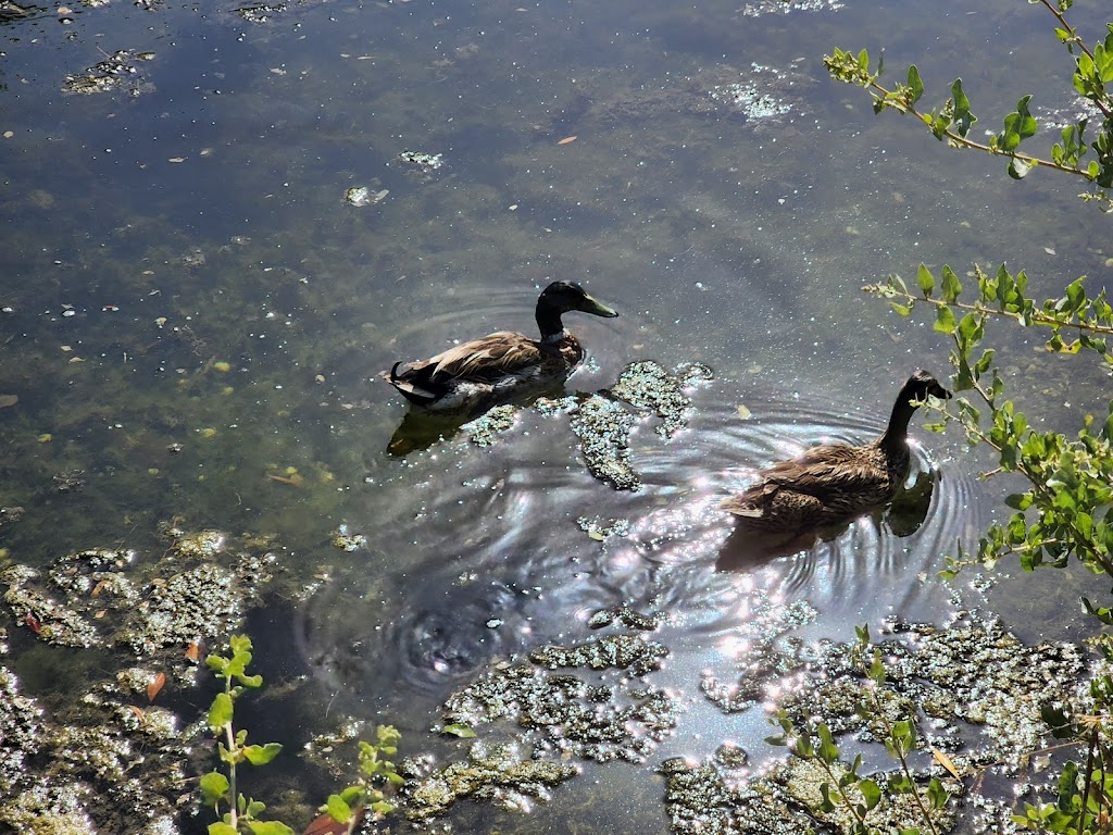 Linnie Canal Park | 200 Linnie Canal, Venice, CA 90291, USA | Phone: (310) 836-1040