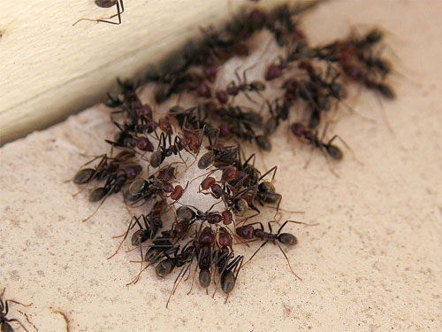 Black Diamond Pest Control (Northern Kentucky) | 99 N Main St, Walton, KY 41094, USA | Phone: (859) 429-9010