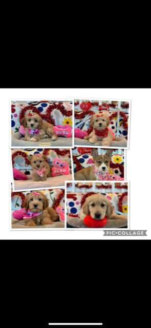 Las Vegas Puppy Store | 43 S Stephanie St Suite 140, Henderson, NV 89012, USA | Phone: (702) 665-6369