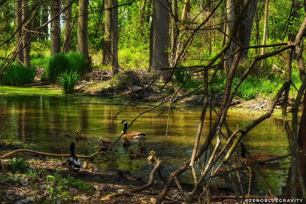 Lake St. Clair Metropark Nature Center | 31300 Metro Parkway, Harrison Twp, MI 48045, USA | Phone: (586) 463-4332