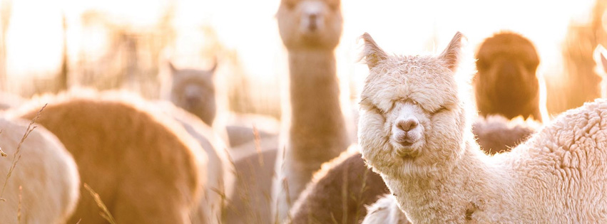 The Alpaca Group | 8092 S 5th St, Ridgefield, WA 98642, USA | Phone: (360) 887-0492