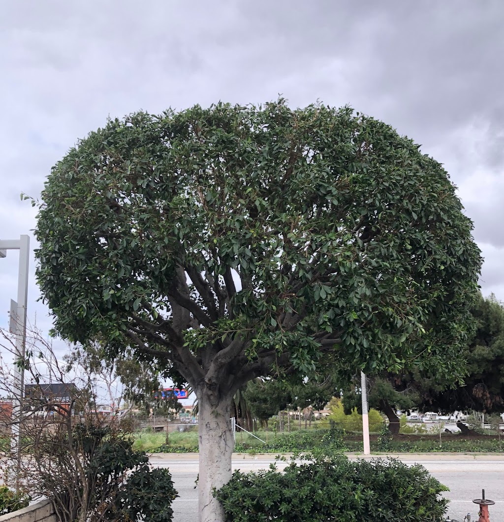 Felix landscaping & trees service maintenance | 870 Reeves Pl, Pomona, CA 91767, USA | Phone: (714) 866-1782