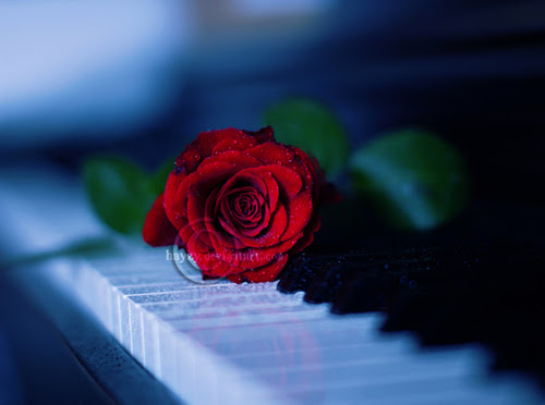 Miss Button Music | 705 Berry Ln, Ponte Vedra Beach, FL 32082, USA | Phone: (502) 435-2119