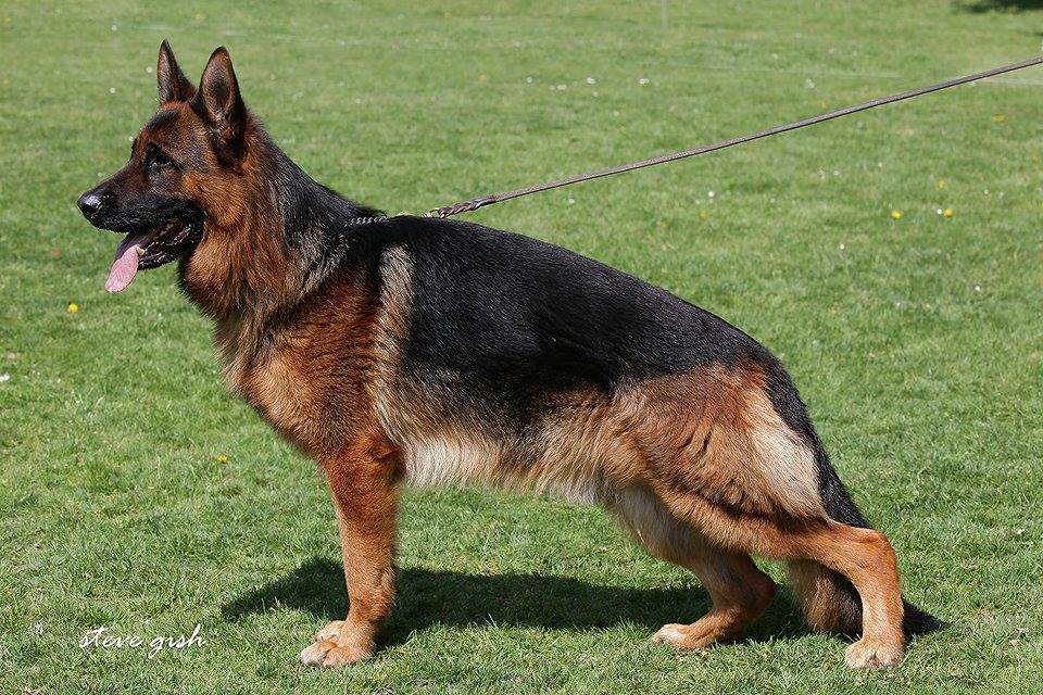 Von der Otto German Shepherds LLC | 2650 Ridgelake Ln, Rockwall, TX 75032, USA | Phone: (214) 232-3194