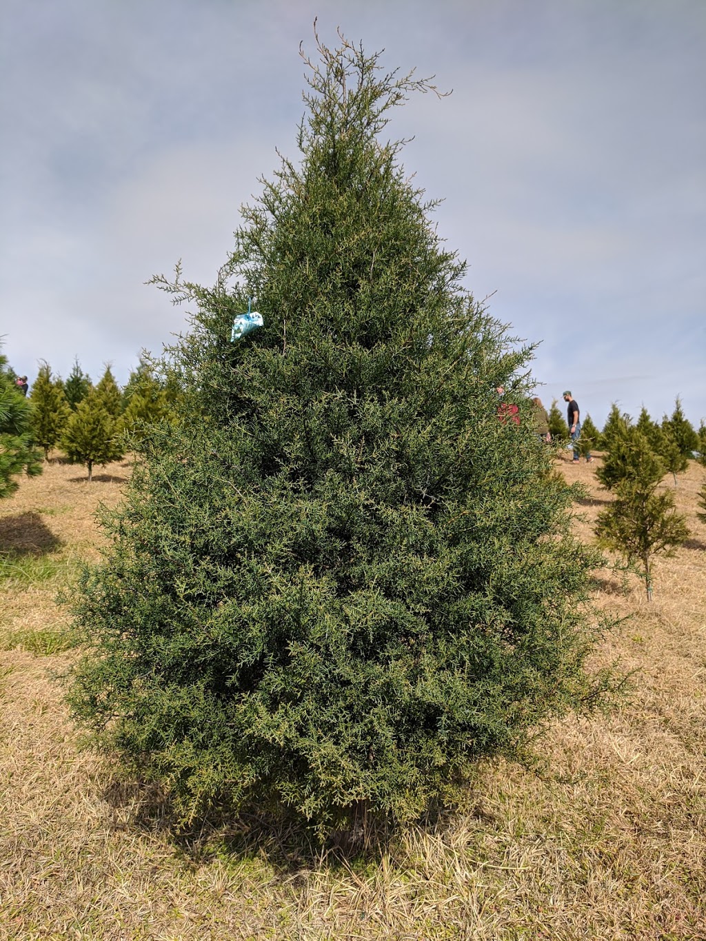 Beavers Christmas Tree Farm | 10093 Bradford Trafford Rd, Trafford, AL 35172, USA | Phone: (205) 681-4494