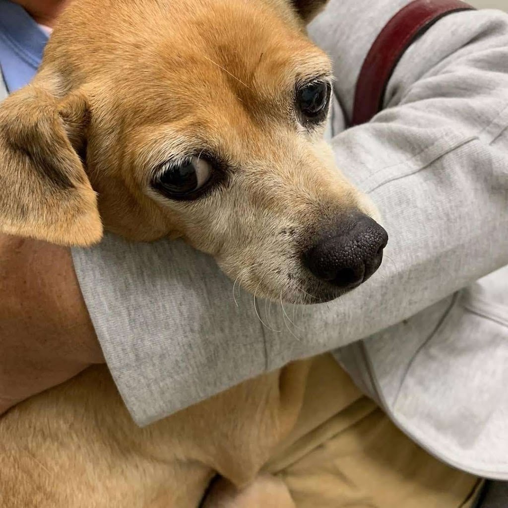 Ontario Spay and Neuter | 750 N Archibald Ave, Ontario, CA 91764, USA | Phone: (844) 676-7387