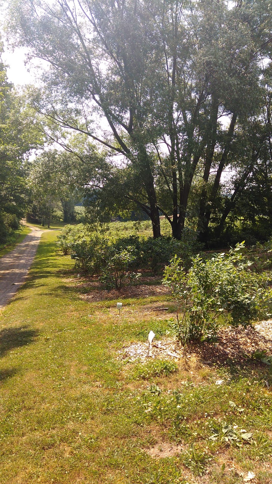 Sugar Shack Blueberry Farm | 824 E Swamp Rd, Penn Yan, NY 14527 | Phone: (585) 526-5442