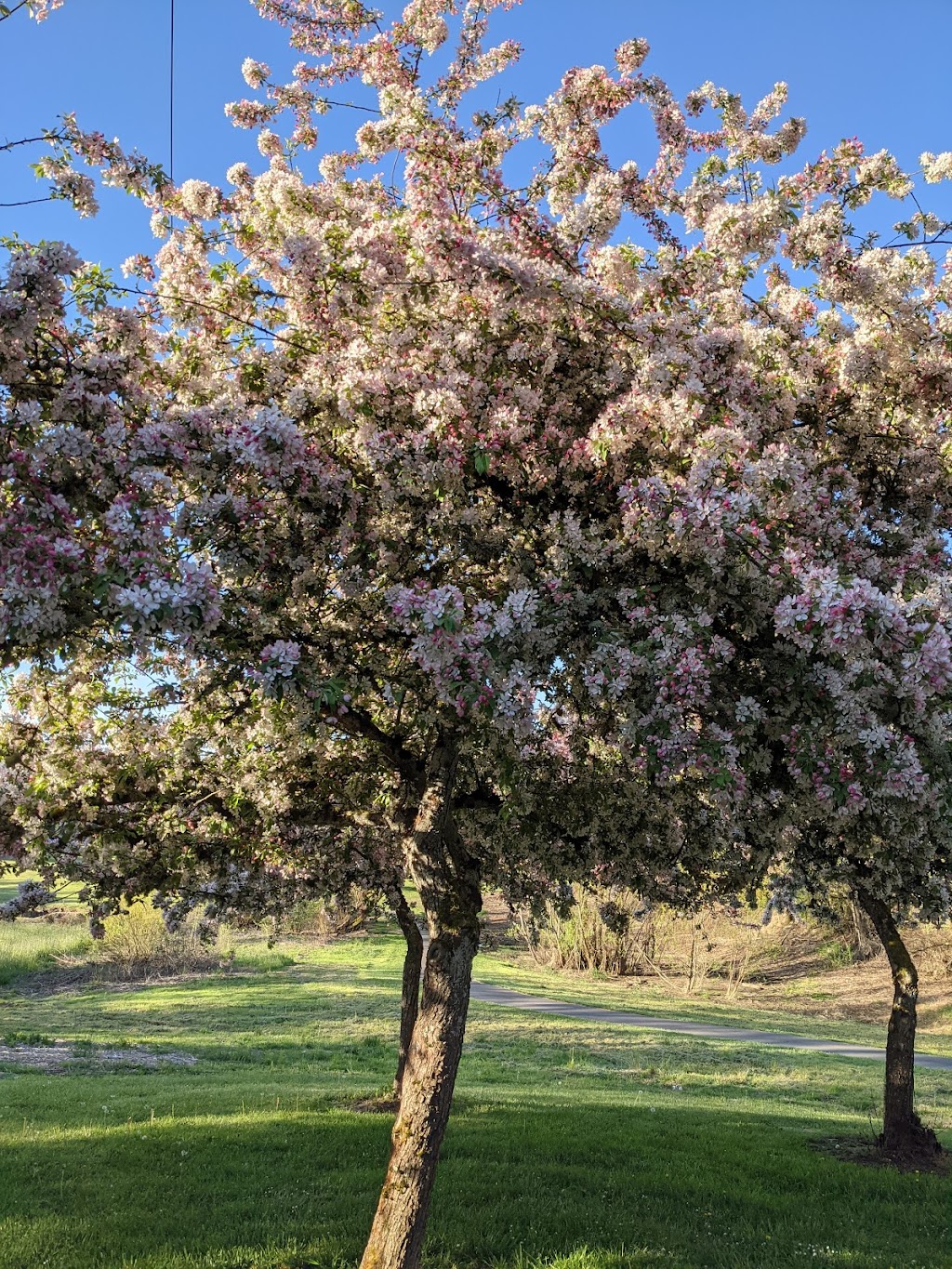 Burntwood Park | SW 158th Pl, SW 160th Ave, Beaverton, OR 97007, USA | Phone: (503) 645-3539