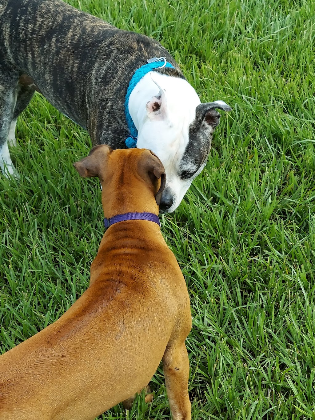 Logan Gate Dog Park | 7374 Monterey Blvd, Tampa, FL 33610, USA | Phone: (813) 744-5595